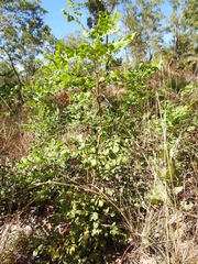 Erythrophleum chlorostachys