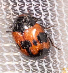 Diaperis nigronotata