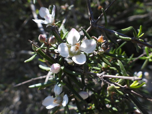 Image of Fendlera linearis by (c) Leticia Jiménez Hernández, some rights reserved (CC BY-SA)