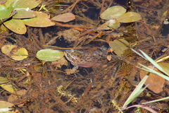 Rana pretiosa