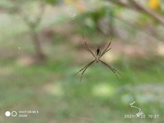 Argiope dang