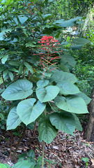 Clerodendrum paniculatum