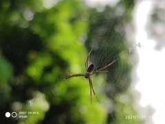 Argiope dang