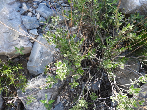 Image of Salvia coahuilensis by (c) Leticia Jiménez Hernández, some rights reserved (CC BY-SA)