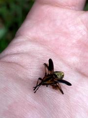 Metamasius sericeus