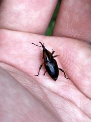 Metamasius sericeus