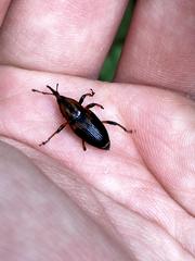 Metamasius sericeus