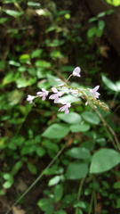 Hylodesmum