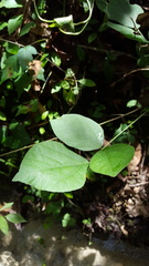 Hylodesmum
