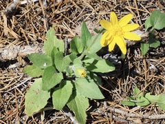 Arnica fulgens