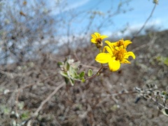 Helianthus niveus