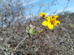 Helianthus niveus
