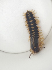 Rudiloria