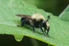 Laphria flavicollis