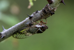 Diceroprocta marevagans