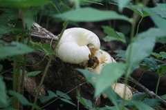 Pleurotus citrinopileatus