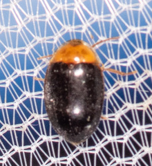 Sacodes thoracica