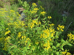 Hypericum nudiflorum