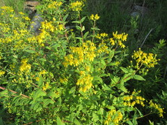 Hypericum nudiflorum