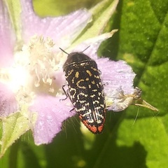 Acmaeodera haemorrhoa
