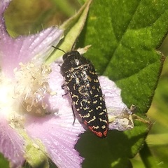 Acmaeodera haemorrhoa