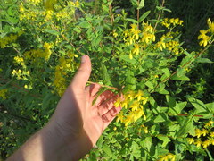 Hypericum nudiflorum