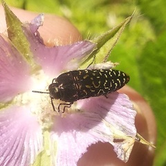 Acmaeodera haemorrhoa