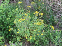 Hypericum nudiflorum