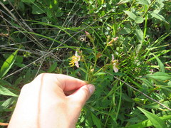 Rhexia mariana interior