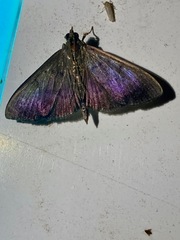 Pilocrocis
