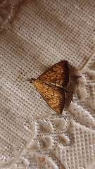 Ecpyrrhorrhoe rubiginalis
