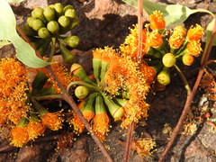 Eucalyptus phoenicea