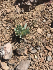 Phoenicaulis cheiranthoides
