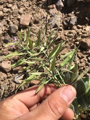 Phoenicaulis cheiranthoides