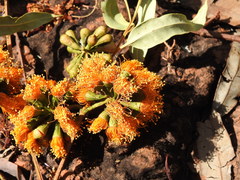 Eucalyptus phoenicea