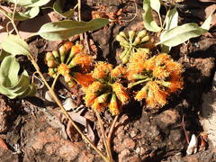 Eucalyptus phoenicea