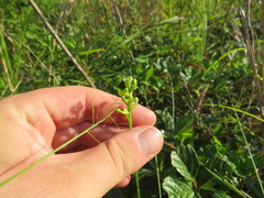 Platanthera integrilabia