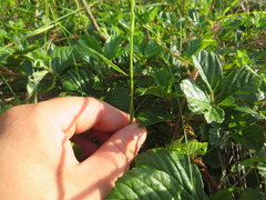 Platanthera integrilabia