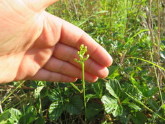 Platanthera integrilabia