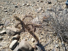 Cylindropuntia molesta
