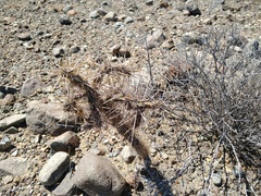 Cylindropuntia molesta