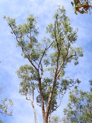 Eucalyptus phoenicea
