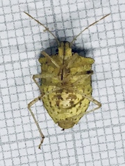 Euschistus obscurus