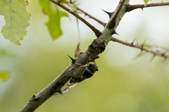 Diceroprocta marevagans