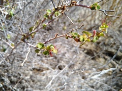 Acalypha californica
