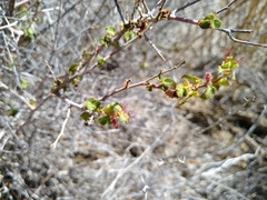 Acalypha californica