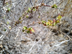 Acalypha californica
