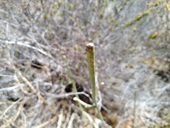 Acalypha californica