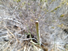 Acalypha californica