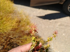 Acalypha californica